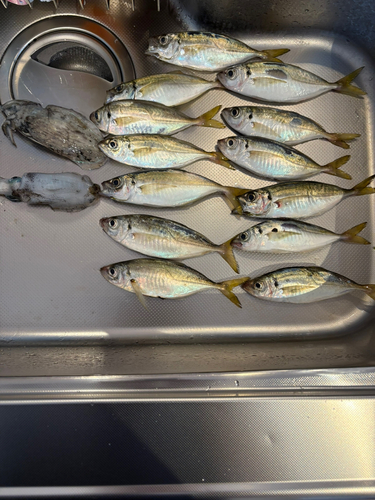 アジの釣果