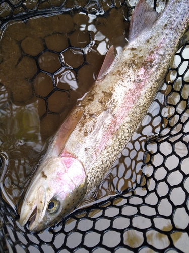 トラウトの釣果