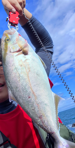 ショゴの釣果