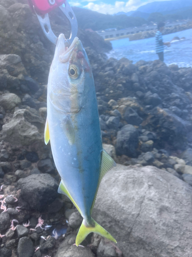 ワカシの釣果