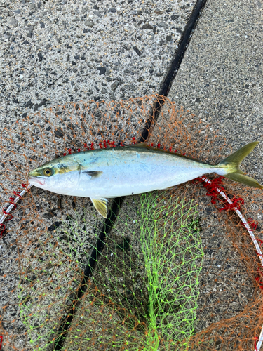 ヤズの釣果