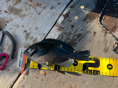 クチブトグレの釣果