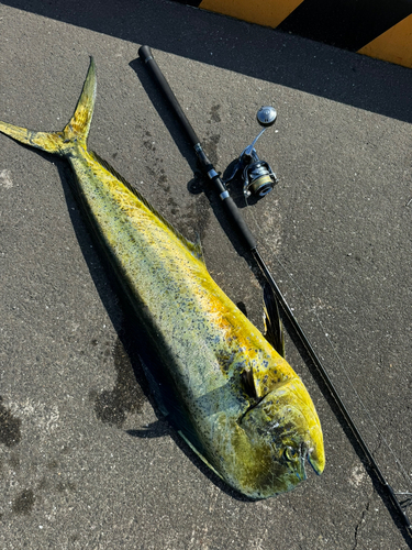 シイラの釣果