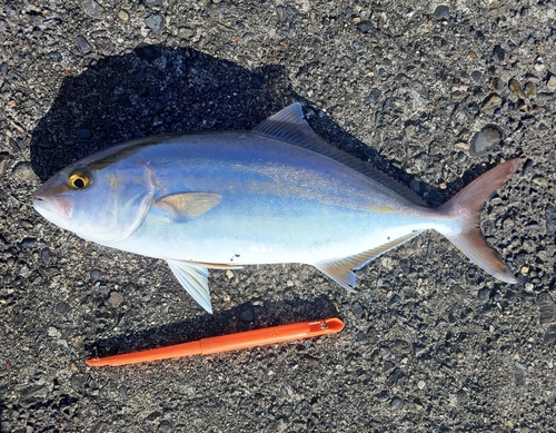 カンパチの釣果