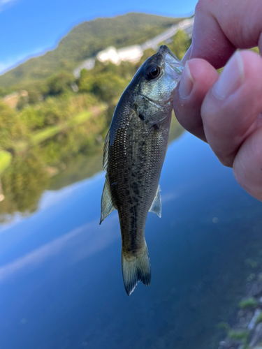 ラージマウスバスの釣果