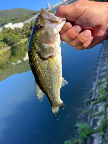 ラージマウスバスの釣果