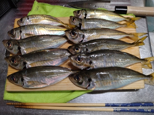 アジの釣果