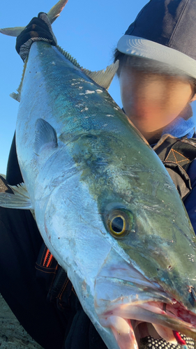 ハマチの釣果