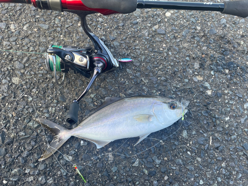 ショゴの釣果