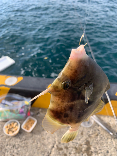 カワハギの釣果