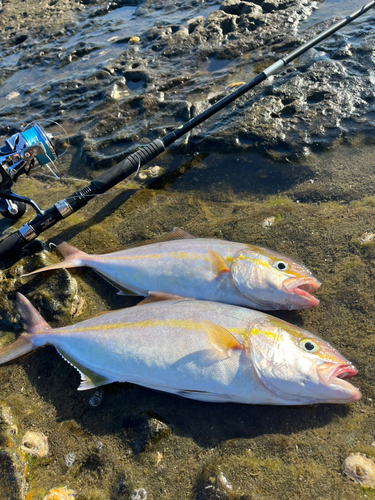 ネリゴの釣果