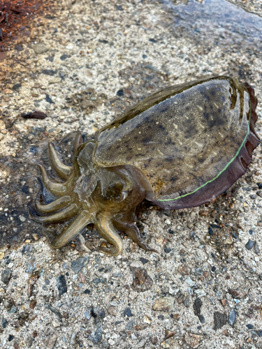 コウイカの釣果