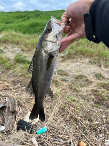 セイゴ（マルスズキ）の釣果