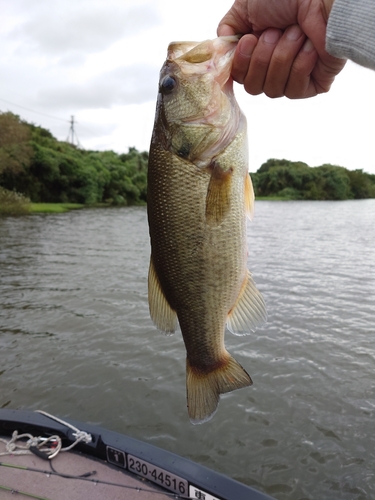 ラージマウスバスの釣果