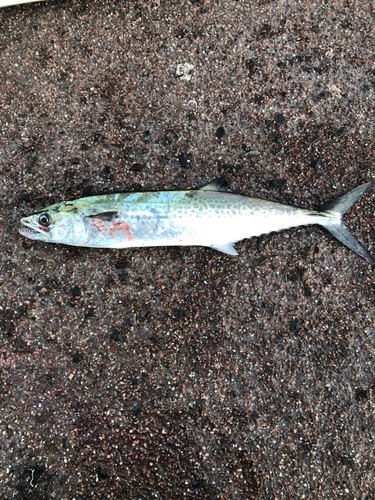 サゴシの釣果