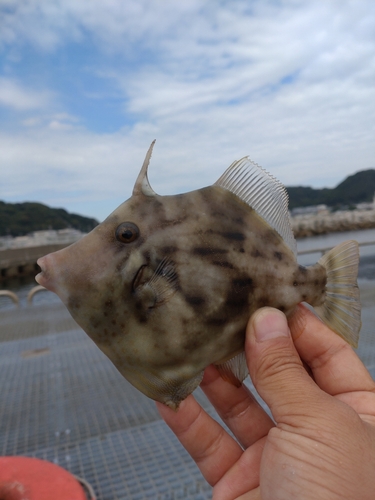 カワハギの釣果