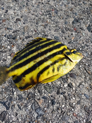 カゴカキダイの釣果