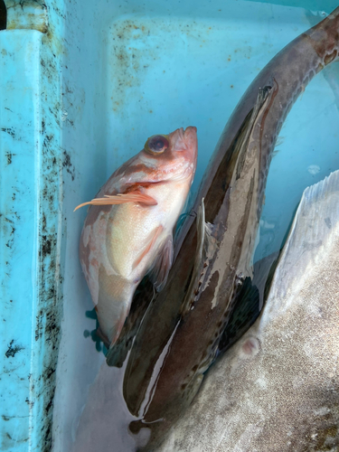 ウスメバルの釣果