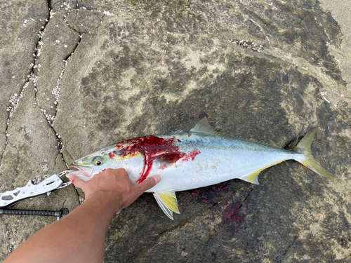 ワラサの釣果