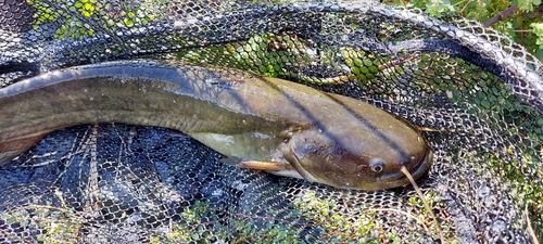 ナマズの釣果