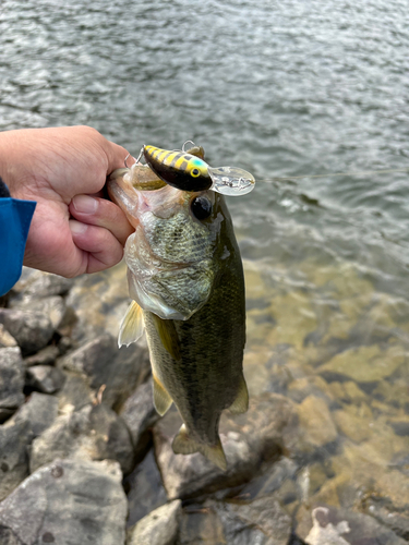 ラージマウスバスの釣果