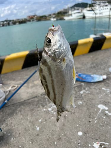 コトヒキの釣果