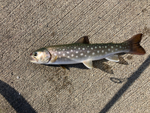 アメマスの釣果