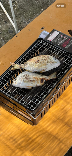 ヘダイの釣果