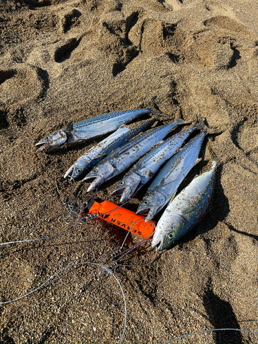 サゴシの釣果