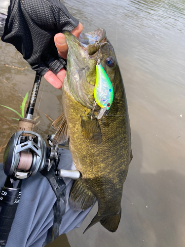 スモールマウスバスの釣果