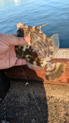 カワハギの釣果