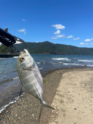 ギンガメアジの釣果