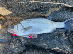 ヒラスズキの釣果