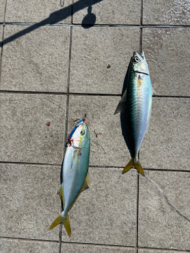 ワカシの釣果