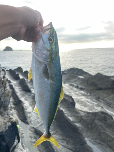 イナダの釣果