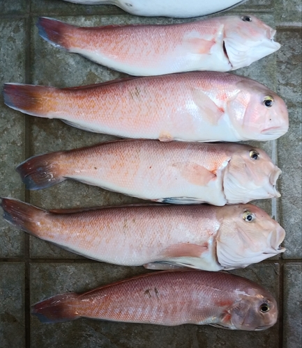 シロアマダイの釣果