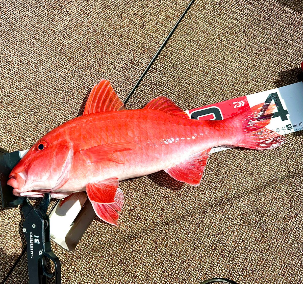 ROGGY(ろぎー)さんの釣果 1枚目の画像