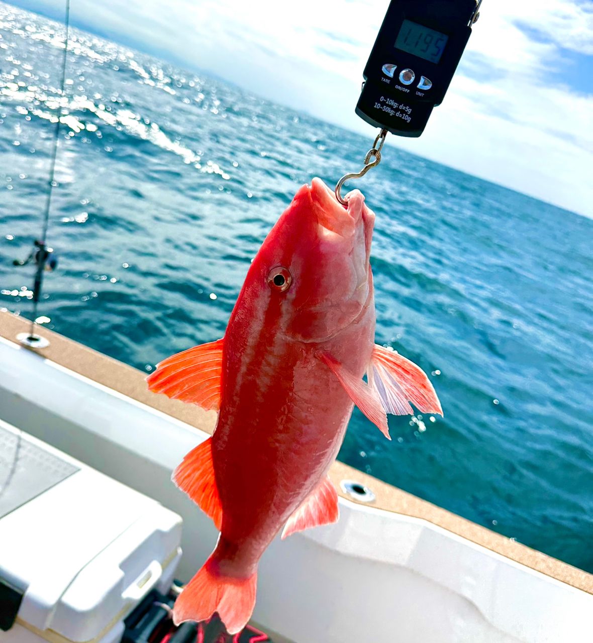 ROGGY(ろぎー)さんの釣果 2枚目の画像