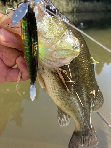 ラージマウスバスの釣果