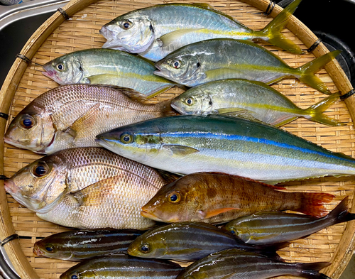 シマアジの釣果