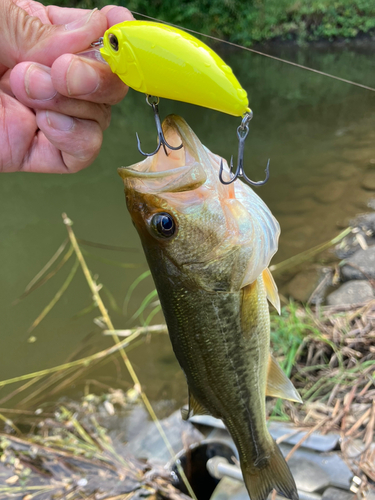 ラージマウスバスの釣果