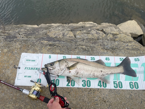 シーバスの釣果