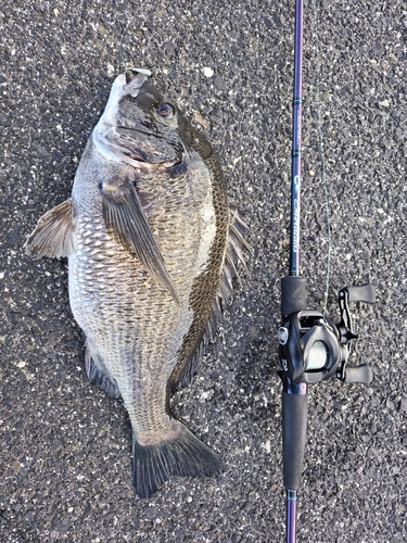 チヌの釣果