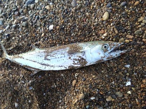 サゴシの釣果