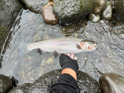 ニジマスの釣果