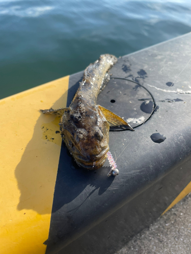 ハゼの釣果