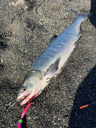 アキアジの釣果