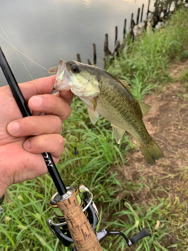 ラージマウスバスの釣果