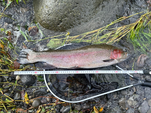 ニジマスの釣果