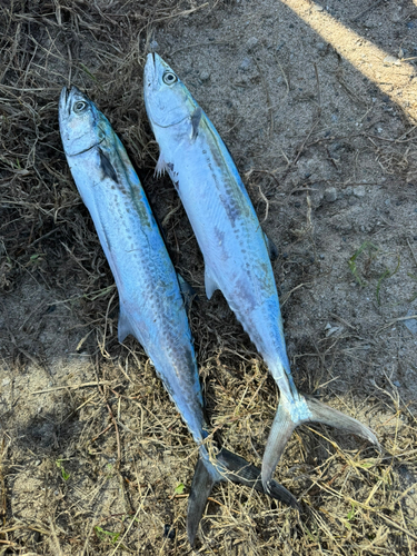 サゴシの釣果